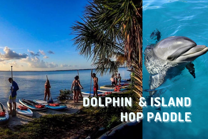 Dolphin and Island Hop