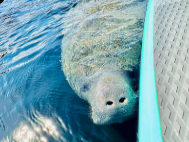 Spot manatee and other wildlife with our epic guided paddle tour, using a paddle board or clear kayak