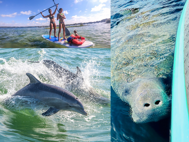 Manatee and Dolphin Adventures Paddleboard Tour